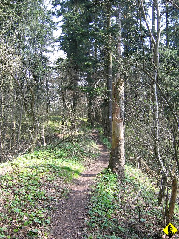 fota 025.jpg - Pasmo Posłowicko – Dymińskie bardzo fajne, wąska ścieżka wiedzie interwałowo męcząc mnie czasem na tyle, że brakuje mi przełożeń w napędzie. Brutalna prawda początku sezonu i budowania formy na sierpień, gdzie mam nadzieję będę silny jak koń i szybki jak gepard :)